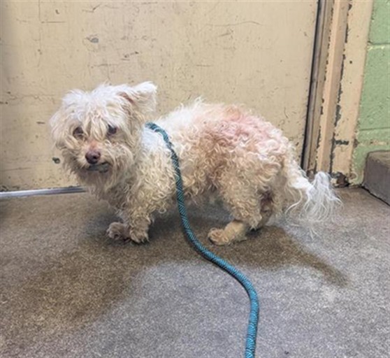 Shelter Stray Male Dog last seen MARTIN LUTHER KING JR BLVD & 24TH AVE, 2127 Front St, Sacramento, CA 95818, USA