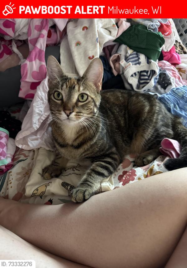 Lost Female Cat last seen Cleveland and Oklahoma, Milwaukee, WI 53219