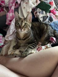 Lost Female Cat last seen Cleveland and Oklahoma, Milwaukee, WI 53219