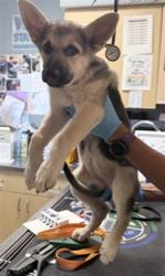 Shelter Stray Female Dog last seen ROSS ST AND MAGNOLIA AVE, RIVERSIDE, CA, 6851 Van Buren Boulevard, Jurupa Valley, CA 92509, USA