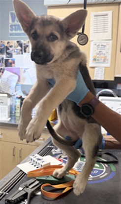 Shelter Stray Female Dog last seen ROSS ST AND MAGNOLIA AVE, RIVERSIDE, CA, 6851 Van Buren Boulevard, Jurupa Valley, CA 92509, USA