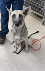 Shelter Stray Female Dog last seen ROSS ST AND MAGNOLIA AVE, RIVERSIDE, CA, 6851 Van Buren Boulevard, Jurupa Valley, CA 92509, USA