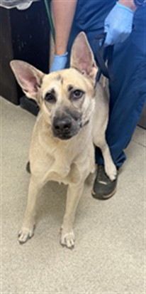 Shelter Stray Male Dog last seen ROSS ST AND MAGNOLIA AVE, RIVERSIDE, CA, 6851 Van Buren Boulevard, Jurupa Valley, CA 92509, USA