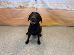 Shelter Stray Female Dog last seen Near BLOCK NW 83 ST, 3599 NW 79th Ave, Doral, FL 33122, USA