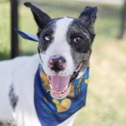 Shelter Stray Female Dog last seen Near BLOCK BRAMANTE LN, 4710 TX-151, San Antonio, TX 78227, USA