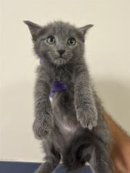 Shelter Stray Female Cat last seen , 3599 NW 79th Ave, Doral, FL 33122, USA