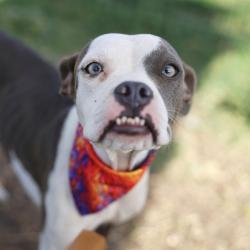 Shelter Stray Female Dog last seen Near BLOCK MC DOUGAL, 4710 TX-151, San Antonio, TX 78227, USA