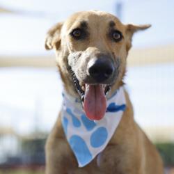 Shelter Stray Female Dog last seen Near BLOCK AARON PL, 4710 TX-151, San Antonio, TX 78227, USA