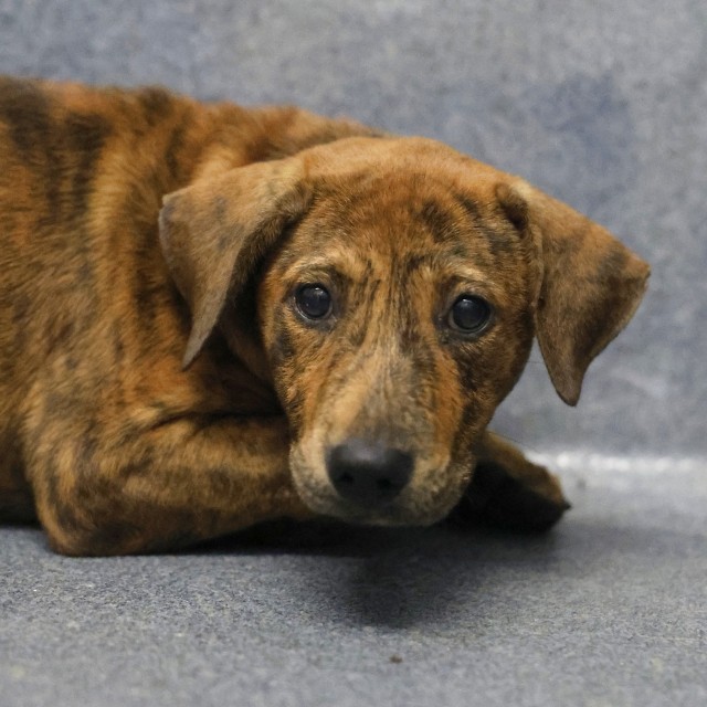 Shelter Stray Female Dog last seen Near BLOCK CONNELLY, 4710 TX-151, San Antonio, TX 78227, USA