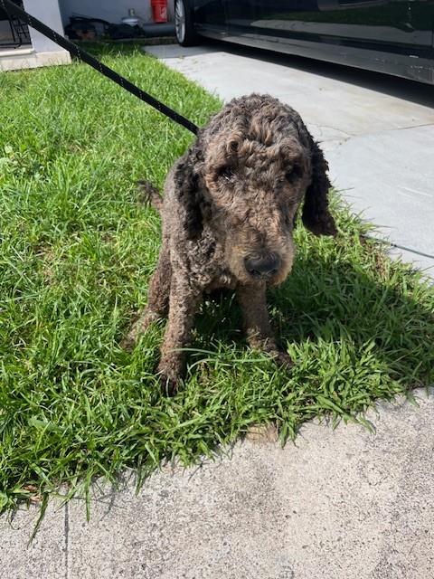 Shelter Stray Male Dog last seen Near BLOCK NW 16TH TERR, 3599 NW 79th Ave, Doral, FL 33122, USA