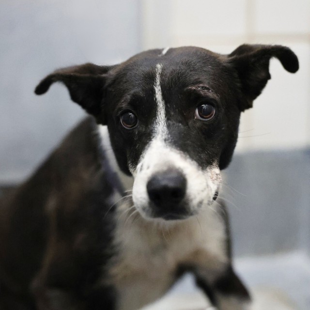Shelter Stray Male Dog last seen FORREST AND NOGALITOS, 4710 TX-151, San Antonio, TX 78227, USA
