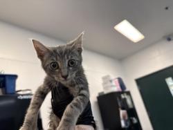 Shelter Stray Male Cat last seen Near BLOCK DOUMA ST, COACHELLA ST, 72050 Pet Land Pl, Thousand Palms, CA 92276, USA