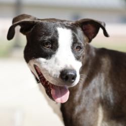 Shelter Stray Male Dog last seen FORREST AND NOGALITOS, 4710 TX-151, San Antonio, TX 78227, USA