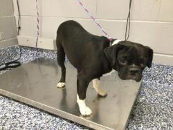 Shelter Stray Female Dog last seen LONG CANYON RD/20TH AVE DESERT HOT SPRINGS CA 92241, 72050 Pet Land Pl, Thousand Palms, CA 92276, USA
