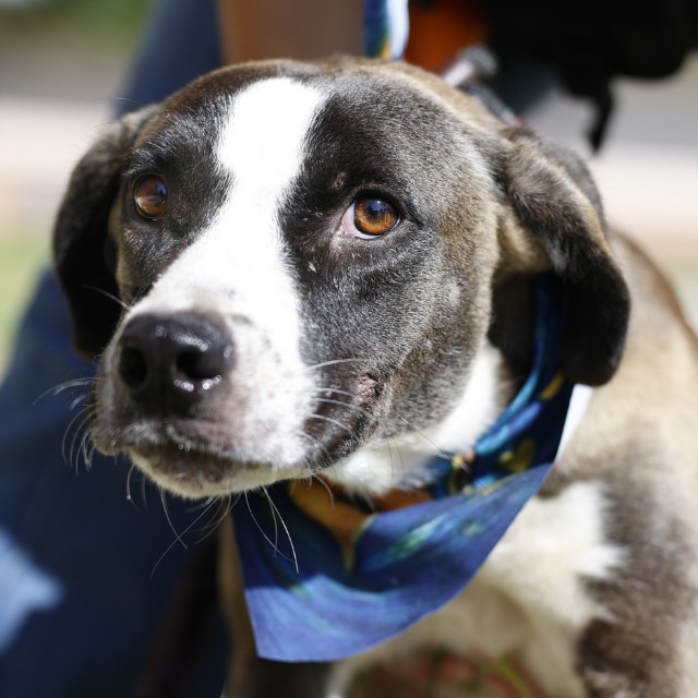 Shelter Stray Male Dog last seen FORREST AND NOGALITOS, 4710 TX-151, San Antonio, TX 78227, USA