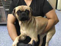 Shelter Stray Male Dog last seen DR. CARREON AND MONROE ST INDIO CA 92201, 72050 Pet Land Pl, Thousand Palms, CA 92276, USA