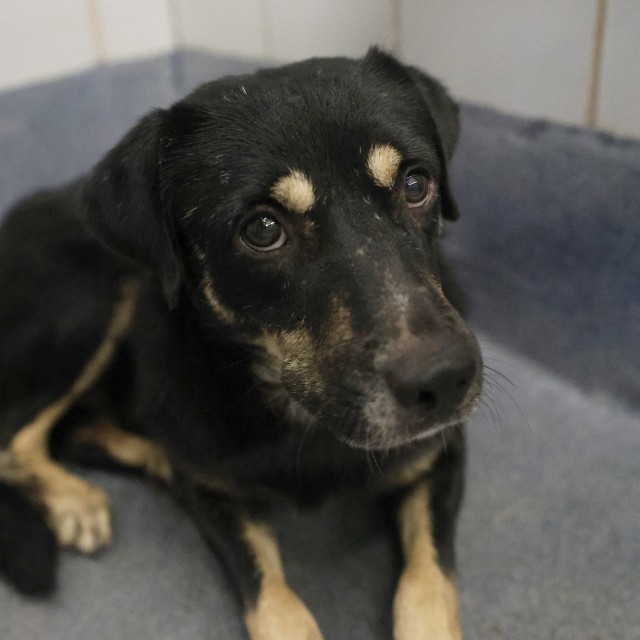 Shelter Stray Male Dog last seen FORREST AND NOGALITOS, 4710 TX-151, San Antonio, TX 78227, USA
