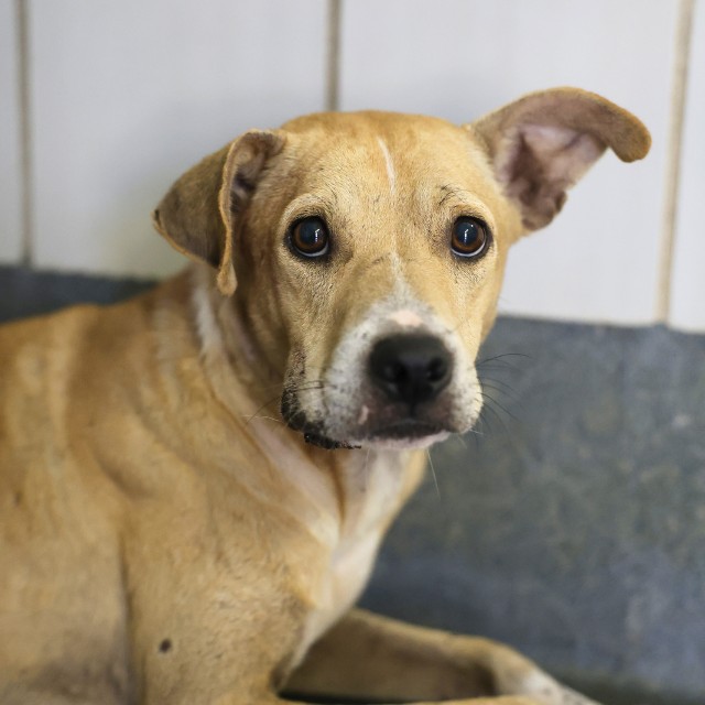 Shelter Stray Male Dog last seen FORREST AND NOGALITOS, 4710 TX-151, San Antonio, TX 78227, USA