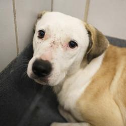 Shelter Stray Male Dog last seen FORREST AND NOGALITOS, 4710 TX-151, San Antonio, TX 78227, USA