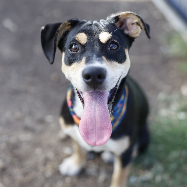 Shelter Stray Female Dog last seen EISENHAUER RD, 4710 TX-151, San Antonio, TX 78227, USA
