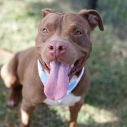 Shelter Stray Male Dog last seen VERSAILLES DR AND PICARDIE DR, 4710 TX-151, San Antonio, TX 78227, USA