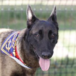 Shelter Stray Female Dog last seen Near BLOCK CORONAL RINGS, 4710 TX-151, San Antonio, TX 78227, USA