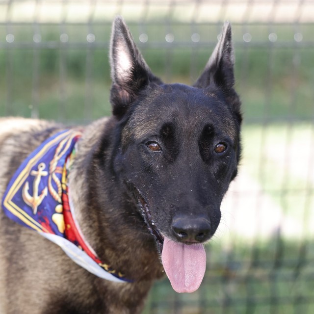 Shelter Stray Female Dog last seen Near BLOCK CORONAL RINGS, 4710 TX-151, San Antonio, TX 78227, USA