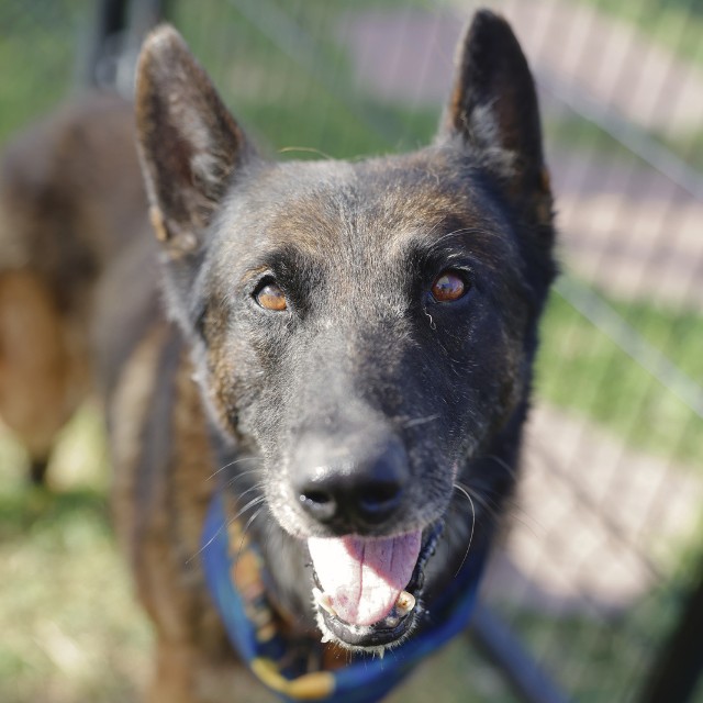 Shelter Stray Male Dog last seen Near BLOCK CORONAL RINGS, 4710 TX-151, San Antonio, TX 78227, USA
