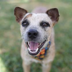 Shelter Stray Female Dog last seen Near BLOCK SE LOOP 410, 4710 TX-151, San Antonio, TX 78227, USA