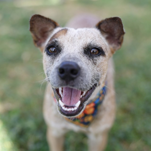 Shelter Stray Female Dog last seen Near BLOCK SE LOOP 410, 4710 TX-151, San Antonio, TX 78227, USA