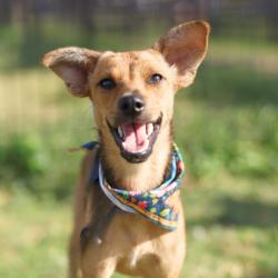 Shelter Stray Male Dog last seen Near BLOCK ELLOR DR, 4710 TX-151, San Antonio, TX 78227, USA