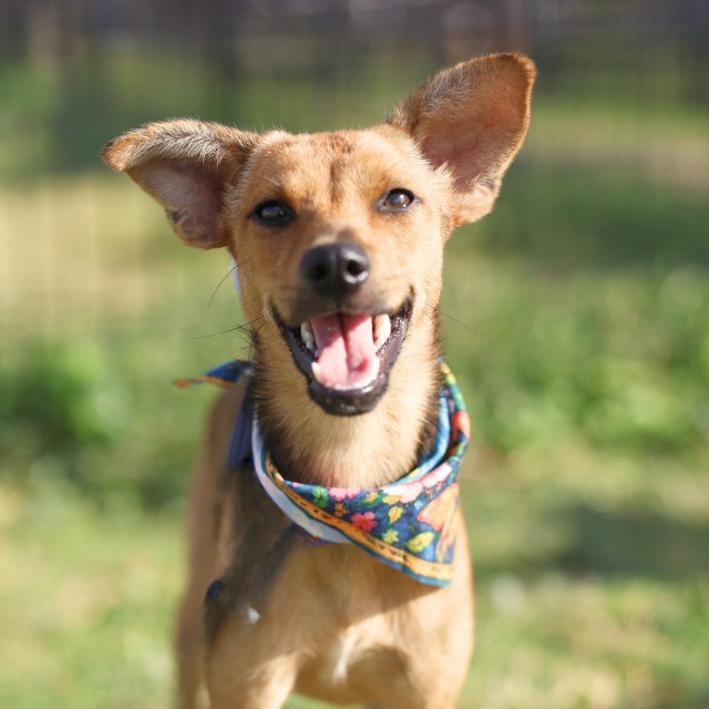 Shelter Stray Male Dog last seen Near BLOCK ELLOR DR, 4710 TX-151, San Antonio, TX 78227, USA