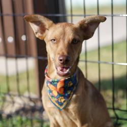 Shelter Stray Female Dog last seen Near BLOCK ELLOR DR, 4710 TX-151, San Antonio, TX 78227, USA