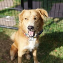 Shelter Stray Male Dog last seen Near BLOCK RAMBLIN RIVER DR, 4710 TX-151, San Antonio, TX 78227, USA