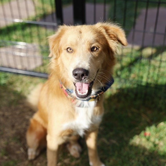 Shelter Stray Male Dog last seen Near BLOCK RAMBLIN RIVER DR, 4710 TX-151, San Antonio, TX 78227, USA