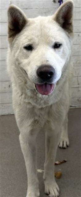 Shelter Stray Female Dog last seen WHITTER AND BEAUMONT, 333 Chandler Pl, San Bernardino, CA 92408, USA