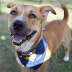 Shelter Stray Male Dog last seen Near BLOCK W POPLAR ST, 4710 TX-151, San Antonio, TX 78227, USA
