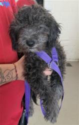 Shelter Stray Female Dog last seen N SIERRA WAY AND 11TH, 333 Chandler Pl, San Bernardino, CA 92408, USA