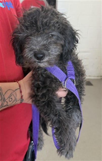 Shelter Stray Female Dog last seen N SIERRA WAY AND 11TH, 333 Chandler Pl, San Bernardino, CA 92408, USA