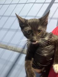Shelter Stray Female Cat last seen , 333 Chandler Pl, San Bernardino, CA 92408, USA
