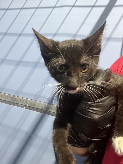Shelter Stray Female Cat last seen , 333 Chandler Pl, San Bernardino, CA 92408, USA