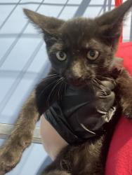 Shelter Stray Male Cat last seen , 333 Chandler Pl, San Bernardino, CA 92408, USA