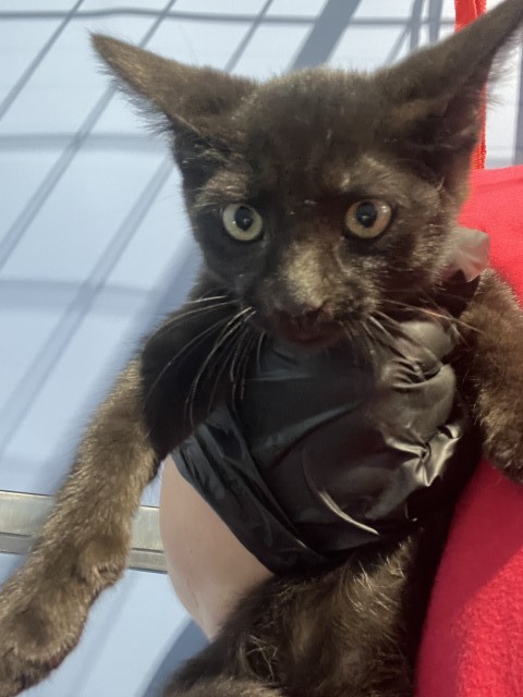 Shelter Stray Male Cat last seen , 333 Chandler Pl, San Bernardino, CA 92408, USA