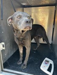 Shelter Stray Male Dog last seen Near BLOCK S SAN DARIO, 4710 TX-151, San Antonio, TX 78227, USA