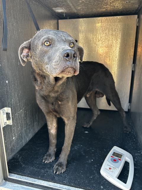 Shelter Stray Male Dog last seen Near BLOCK S SAN DARIO, 4710 TX-151, San Antonio, TX 78227, USA