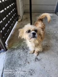 Shelter Stray Male Dog last seen Near BLOCK CABLE RANCH, 4710 TX-151, San Antonio, TX 78227, USA