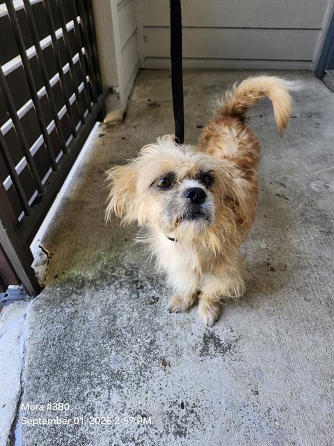 Shelter Stray Male Dog last seen Near BLOCK CABLE RANCH, 4710 TX-151, San Antonio, TX 78227, USA