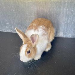 Shelter Stray Unknown Other last seen Near BLOCK WOODLAKE PKWY, 4710 TX-151, San Antonio, TX 78227, USA