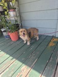 Shelter Stray Female Dog last seen MONTEREY ST, 4710 TX-151, San Antonio, TX 78227, USA