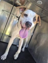 Shelter Stray Male Dog last seen MONTEREY ST, 4710 TX-151, San Antonio, TX 78227, USA